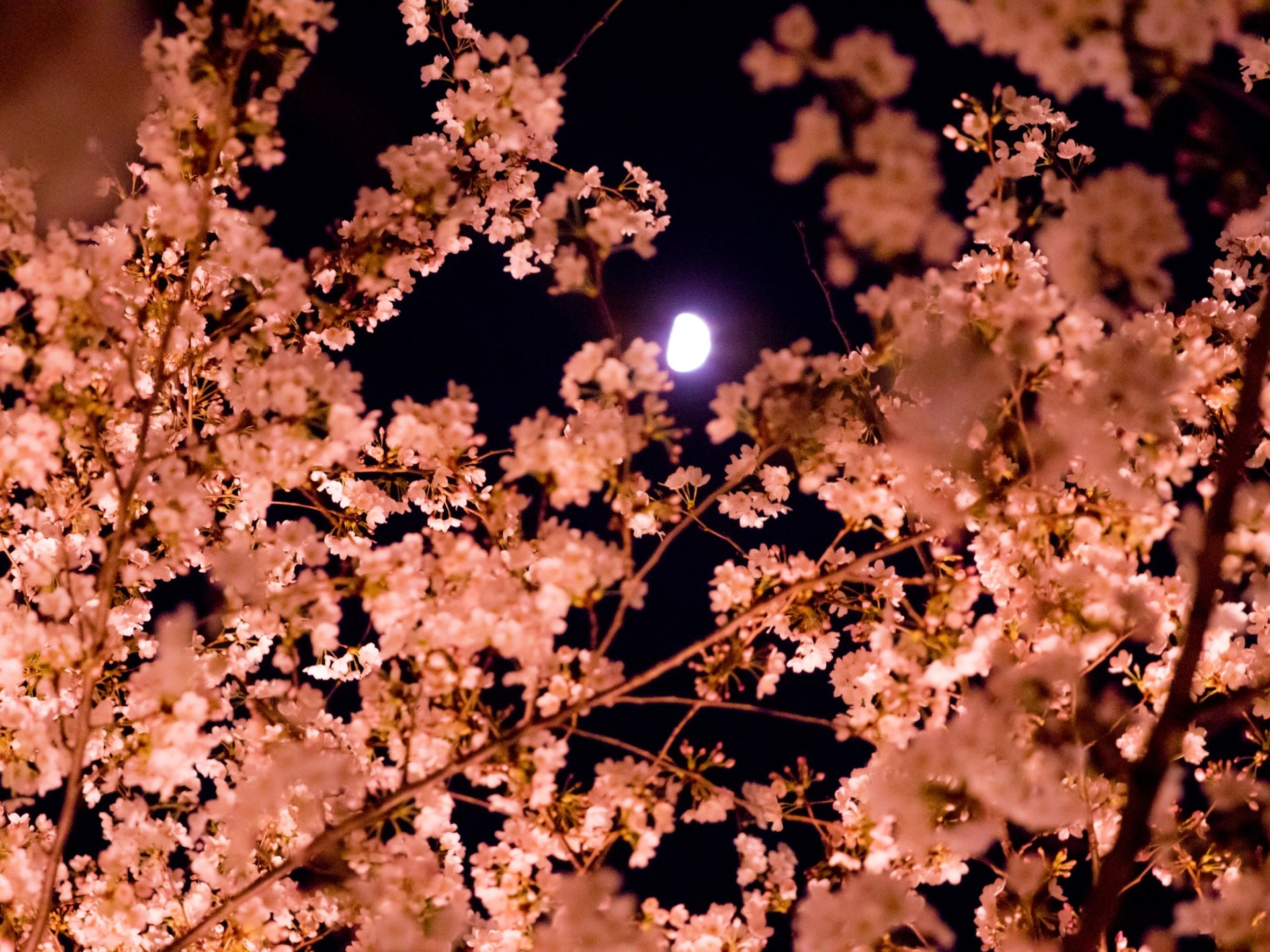 京都でお花見！桜を巡る昼と夜のおすすめスポット9選