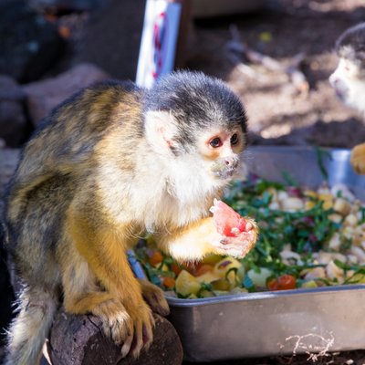 伊豆シャボテン動物公園