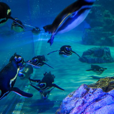 すみだ水族館