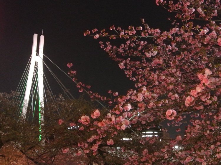 １年に１週間だけ 大阪 造幣局桜通り抜けで夜桜デートがしたい Playlife プレイライフ