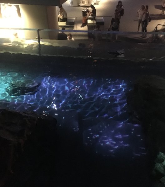 すみだ水族館