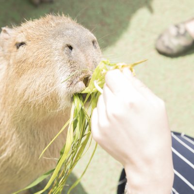 伊豆シャボテン動物公園