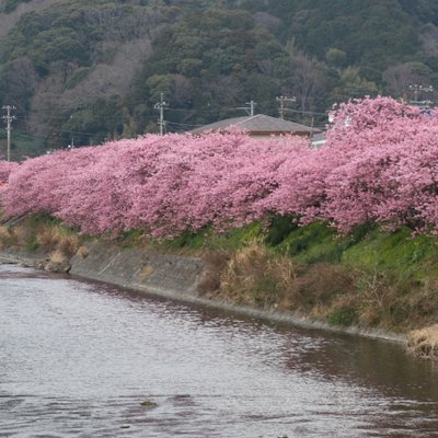 河津町観光協会 河津桜観光交流館・売店