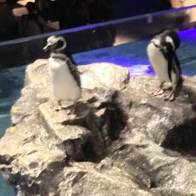 すみだ水族館