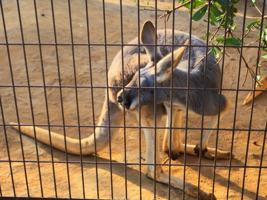 姫路市立動物園