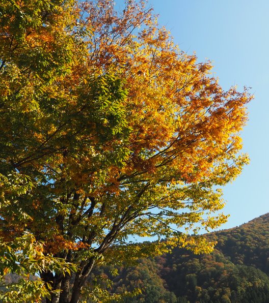 白川郷