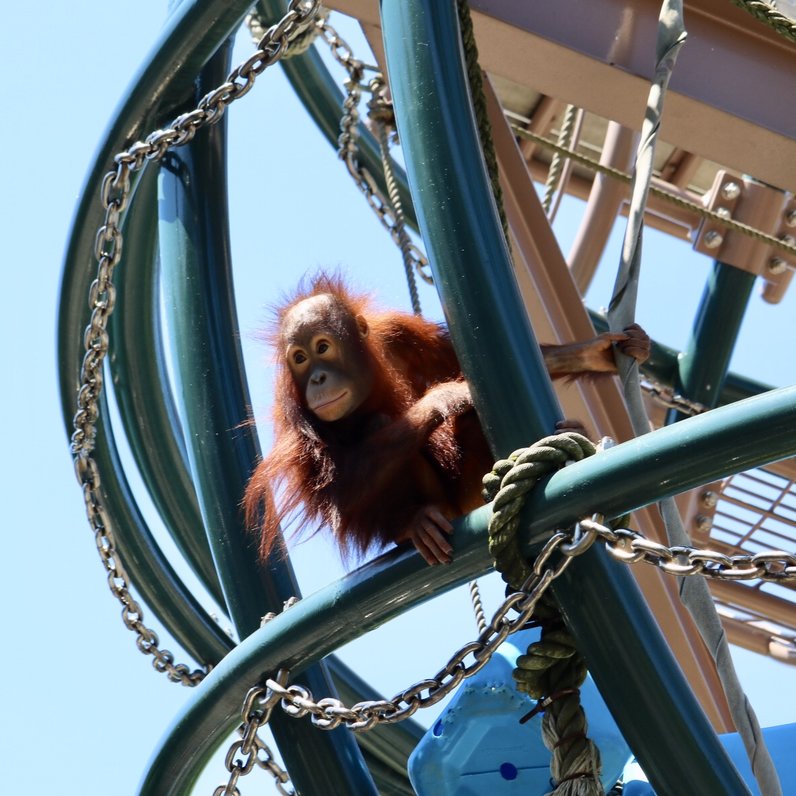 旭川市旭山動物園