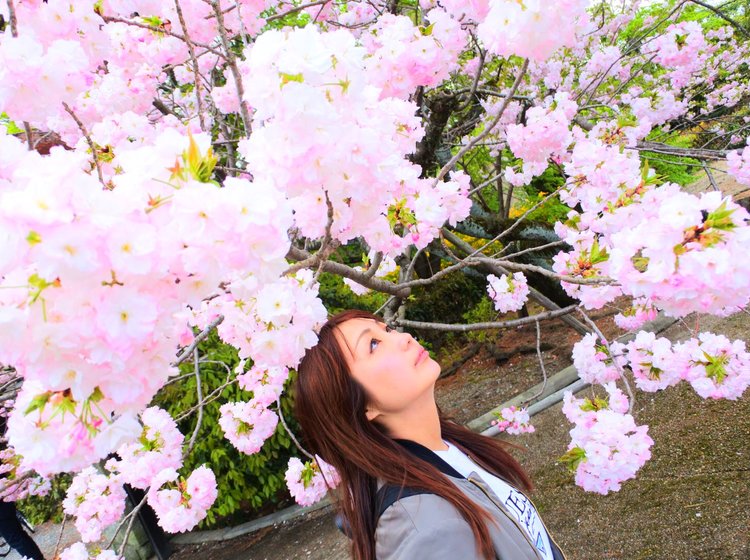 360度桜に囲まれる幻想的な体験を 京都のお花見は5万本の樹木が四季を奏でる京都御苑へ行こう Playlife プレイライフ