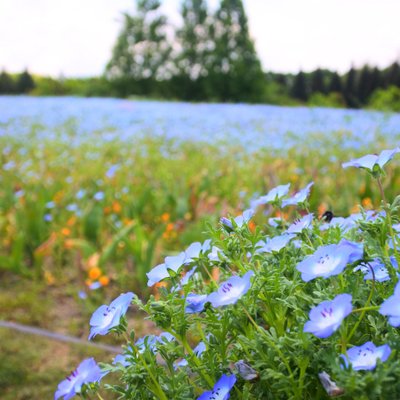 国営備北丘陵公園