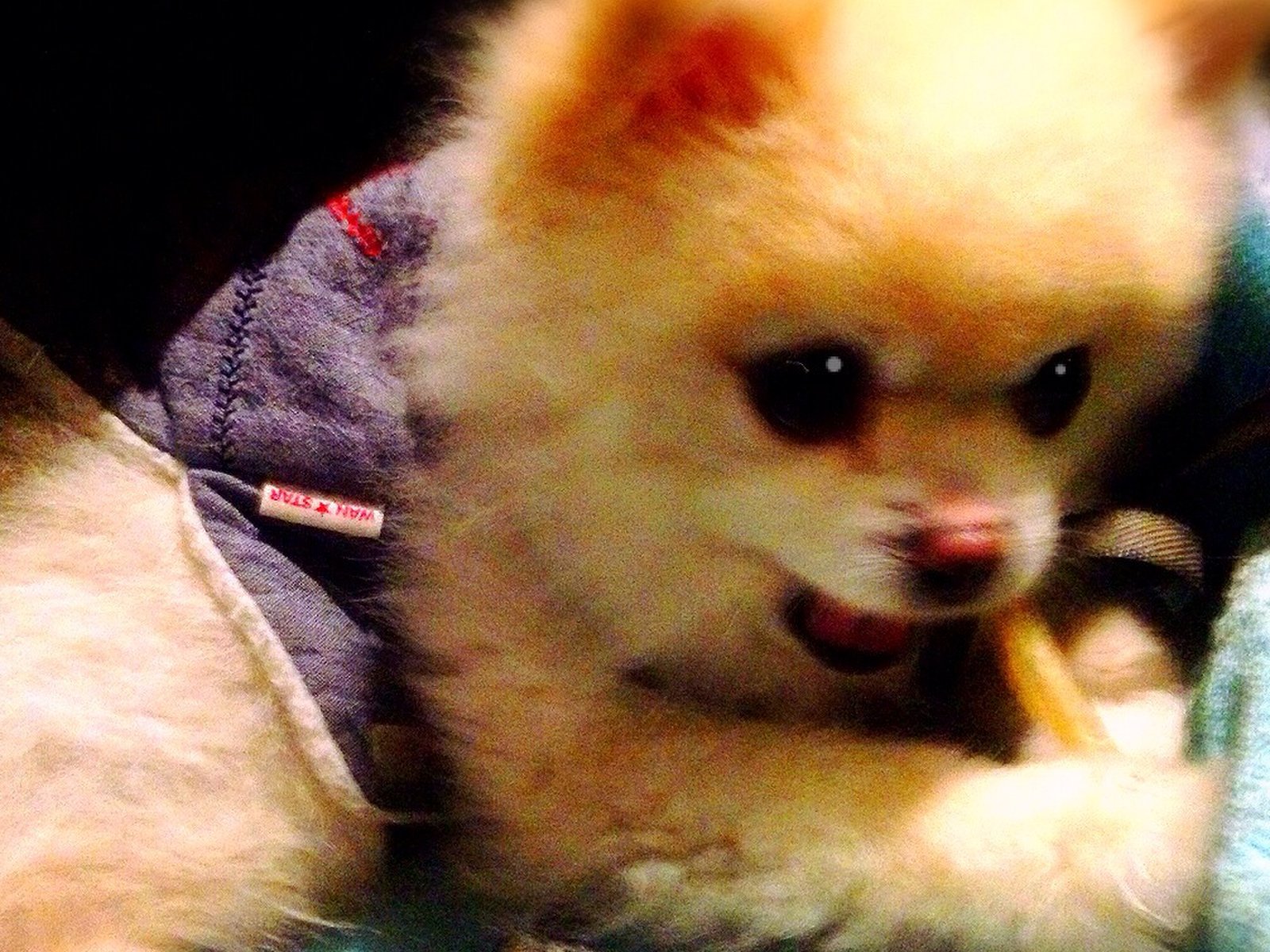 大人気の看板犬がいる渋谷のお店 隠れ家的な雰囲気漂うおしゃれレストラン Playlife プレイライフ