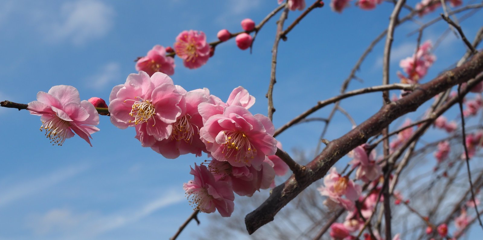 修善寺自然公園