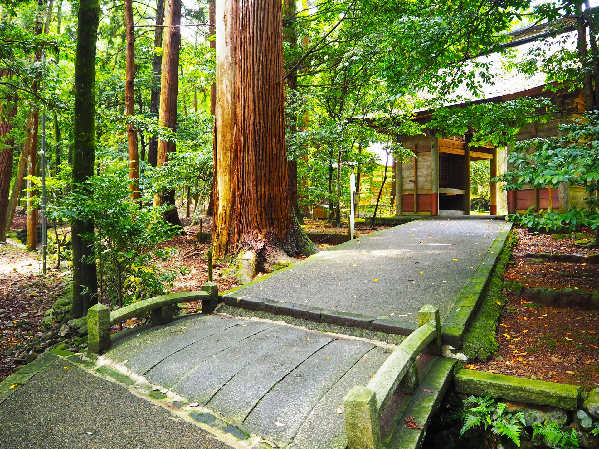 【若狭彦神社】森の中の神聖な世界。福井県小浜市のパワースポット！