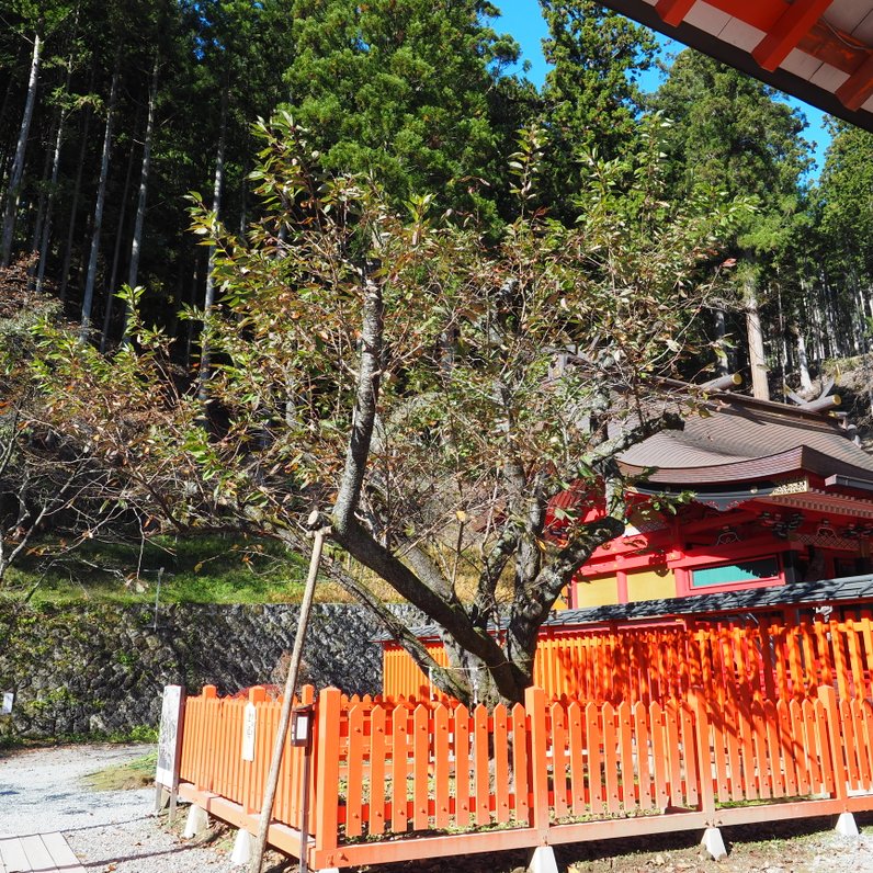 金櫻神社