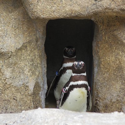 長崎ペンギン水族館