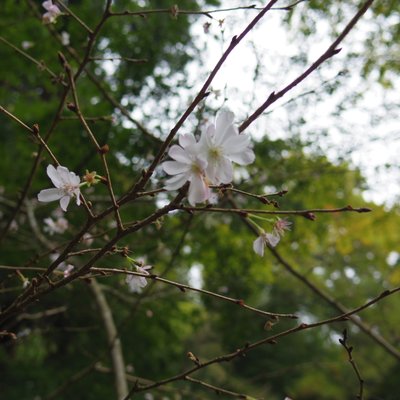 東慶寺