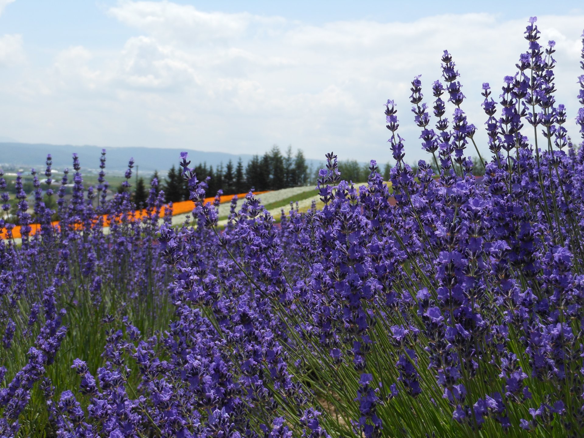 【夏の富良野を満喫！】最大の見頃は7月！ラベンダーが咲き誇る富良野のスポットをご紹介！
