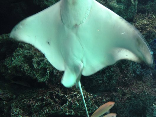 サンシャイン水族館