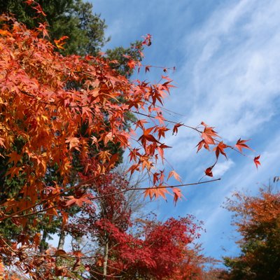 新倉山浅間公園