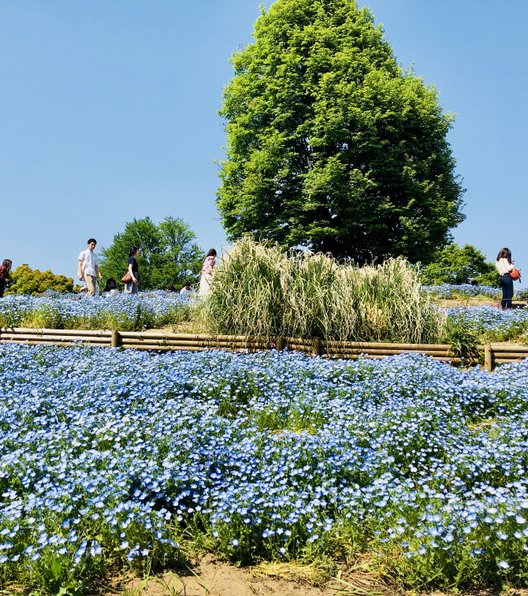 国営昭和記念公園