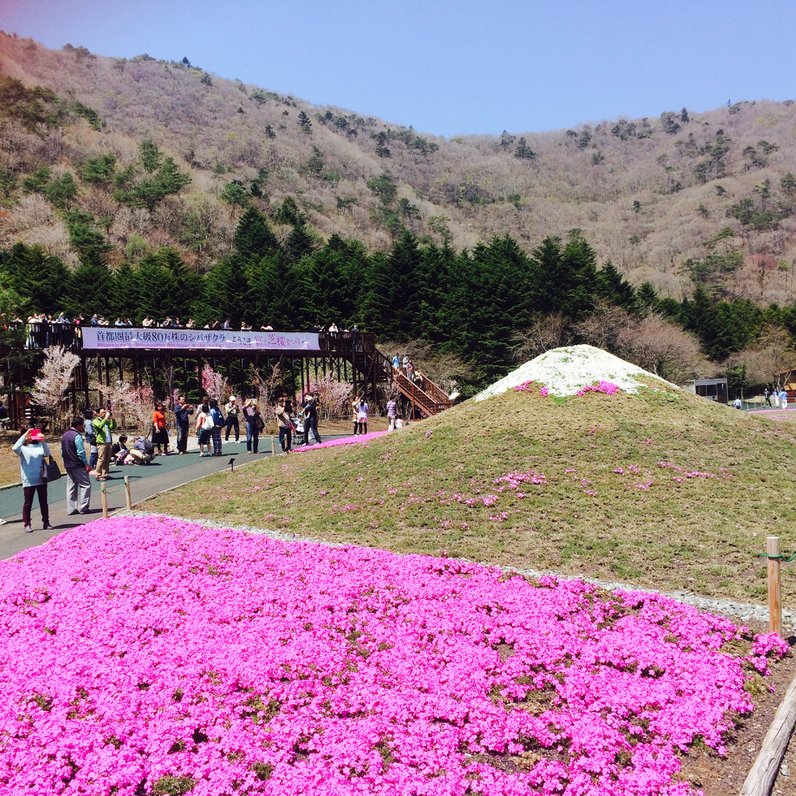 富士芝桜まつり会場