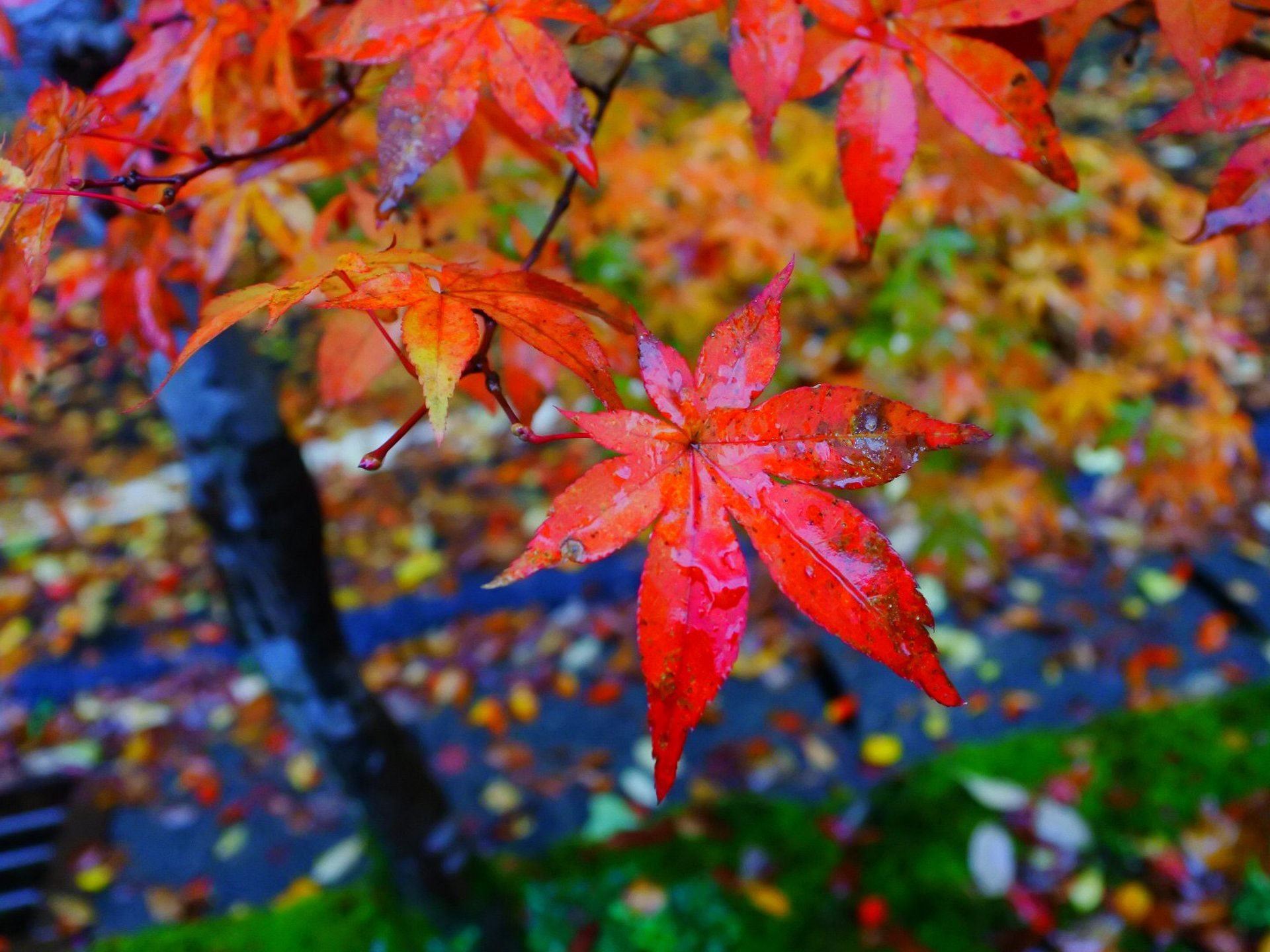 〔岡山・奥津〕１０月下旬〜１１月中旬 秋を感じる紅葉祭り
