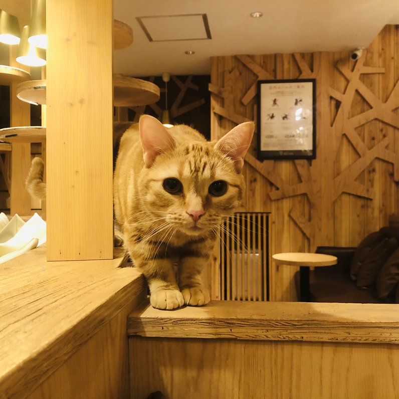 猫カフェ MOCHA (モカ）池袋西口店