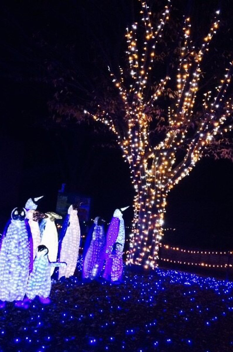 大阪の天王寺公園のイルミネーションが凄すぎる 〆はお洒落な個室イタリアンで最高のクリスマスデート Playlife プレイライフ