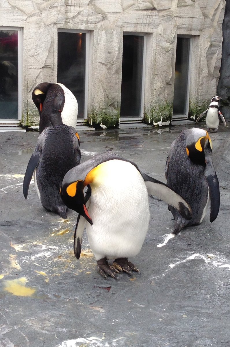 旭川市旭山動物園