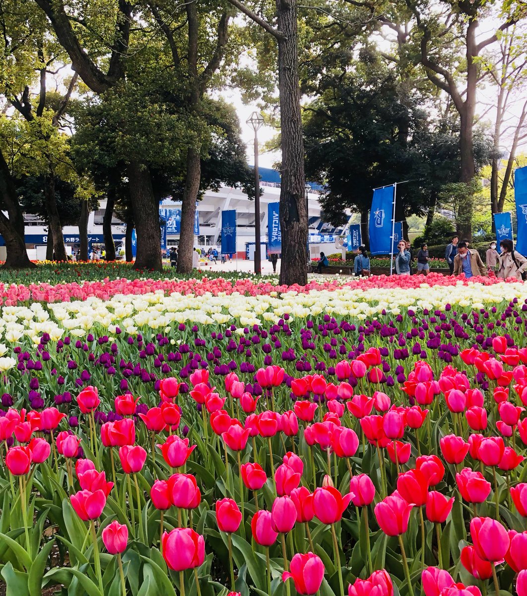 横浜公園