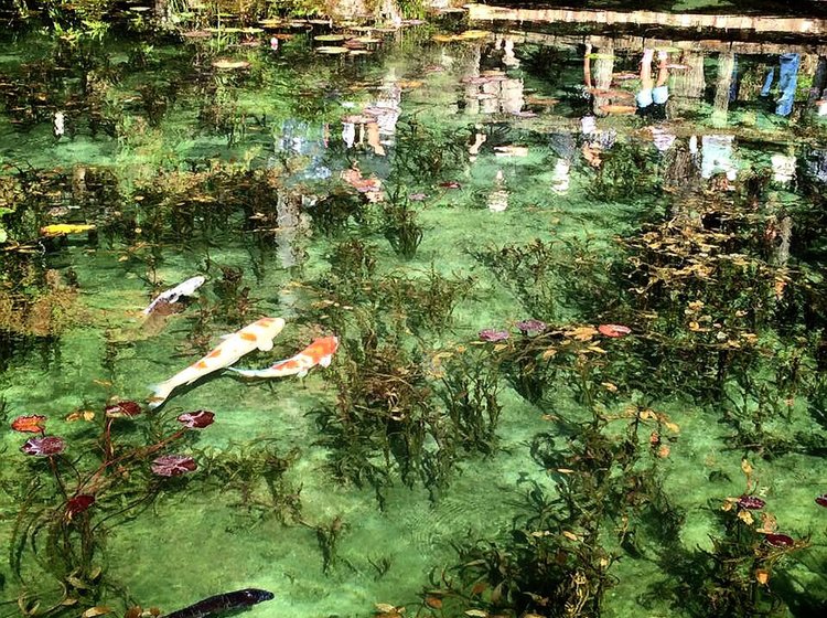 岐阜県 まるで絵画の世界 モネの池のアクセスや見頃は 周辺観光スポット情報も Playlife プレイライフ