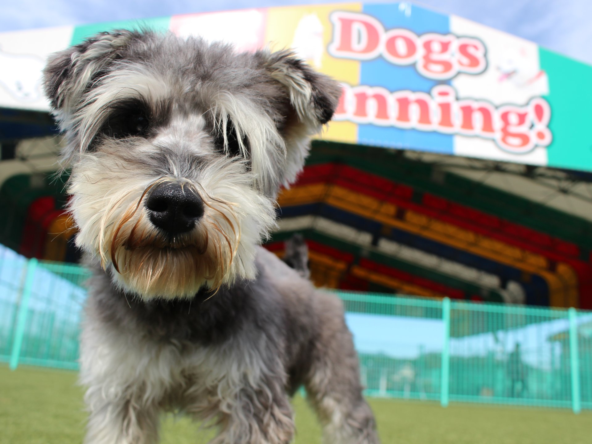 ドッグラン！ミニ遊園地！温泉！愛犬と家族で半日おでかけ！西日本最大級の道の駅「おおとう桜街道」って？