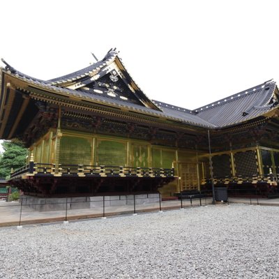 上野東照宮 大楠