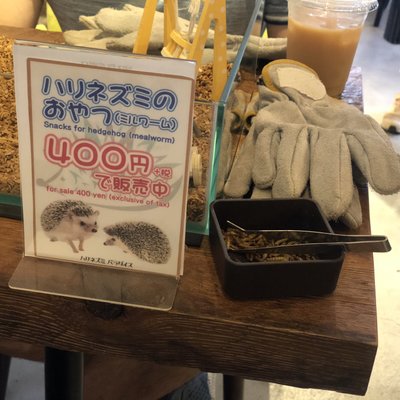 ハリネズミパラダイス 田原町店