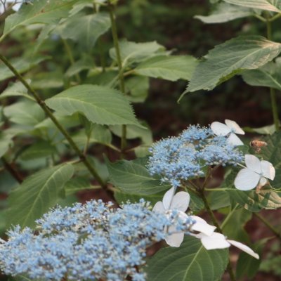 都立神代植物公園