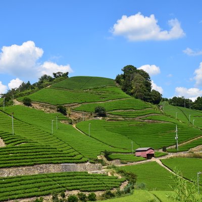 石寺の茶畑