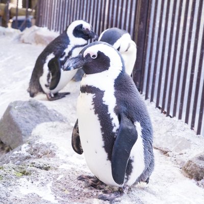 伊豆シャボテン動物公園