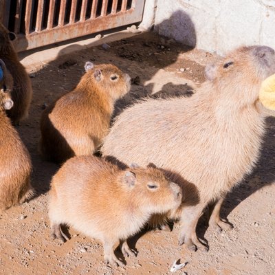 伊豆シャボテン動物公園