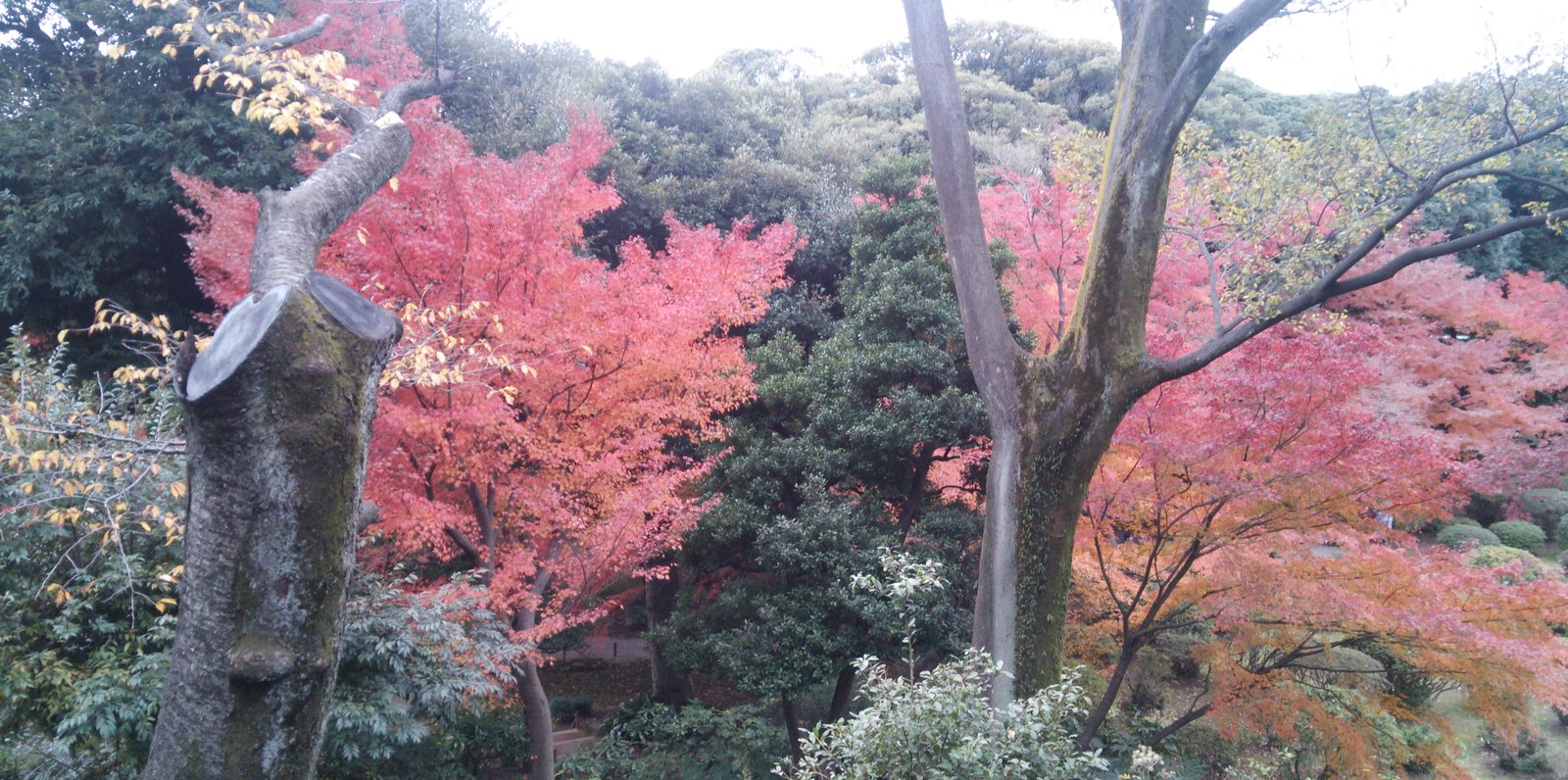 旧古河庭園