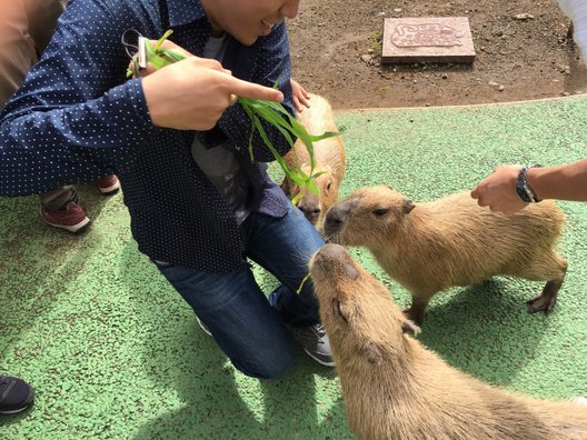 シャボテン公園/東海バス