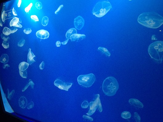 すみだ水族館