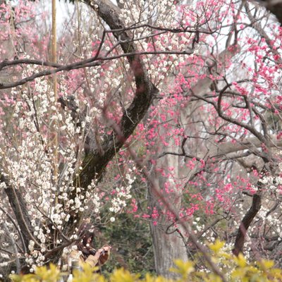 羽根木公園