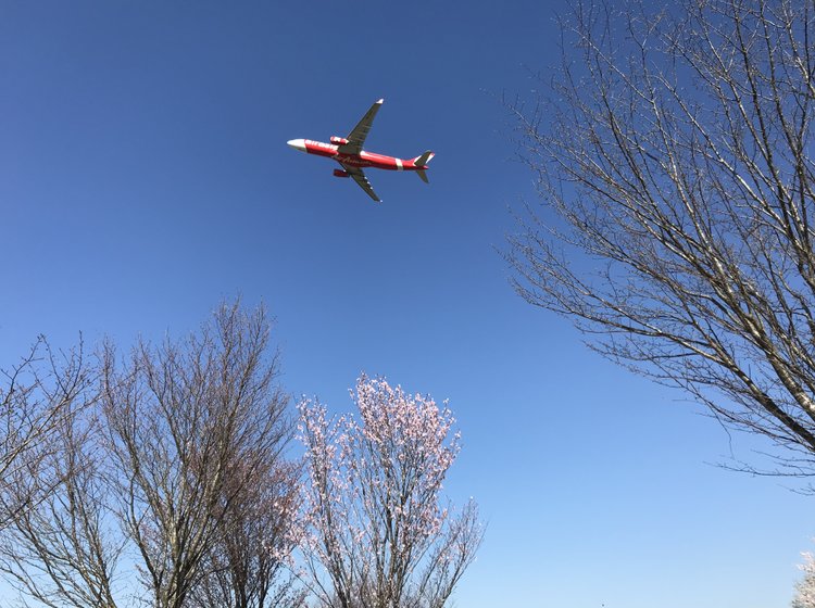 成田 桜満開の中に大迫力な飛行機 空の駅 さくらの山公園 Playlife プレイライフ