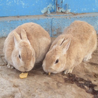 まかいの牧場