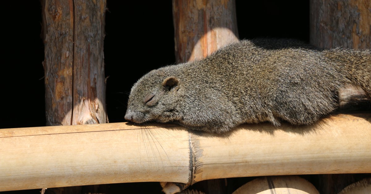 牛久大仏 ふれあい動物公園の観光情報 見どころ 評判 アクセス等 Playlife プレイライフ