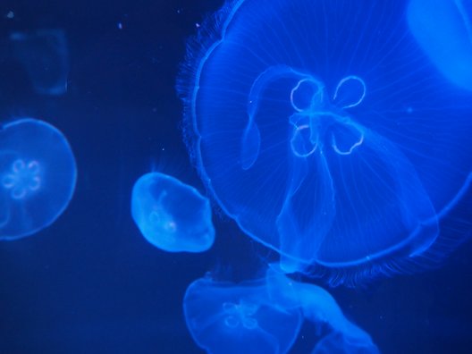 すみだ水族館