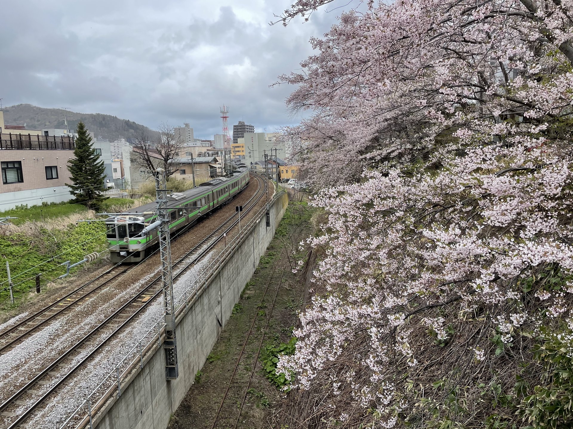 桜と歴史とグルメを満喫！JR南小樽駅から春の小樽をめぐるウォーキング一人旅