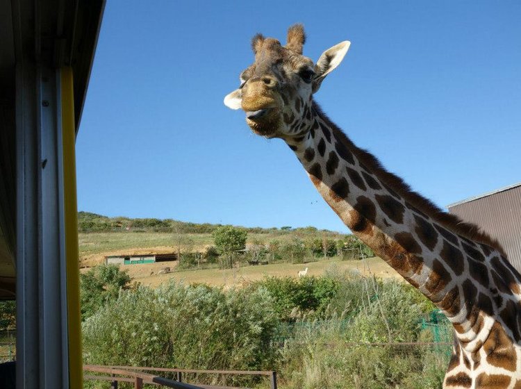 東北サファリパーク 福島県の迫力満点スポット 珍しい動物たちの放し飼い ﾟdﾟ Playlife プレイライフ