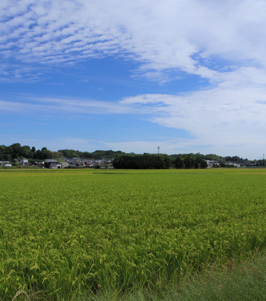 一蘭 一蘭の森店