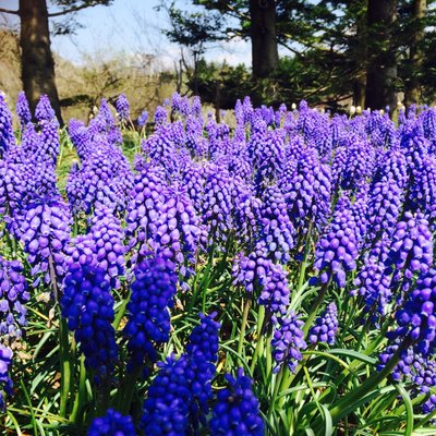 富士芝桜まつり会場