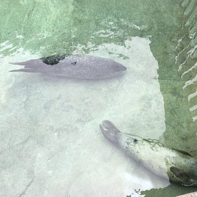 下田海中水族館